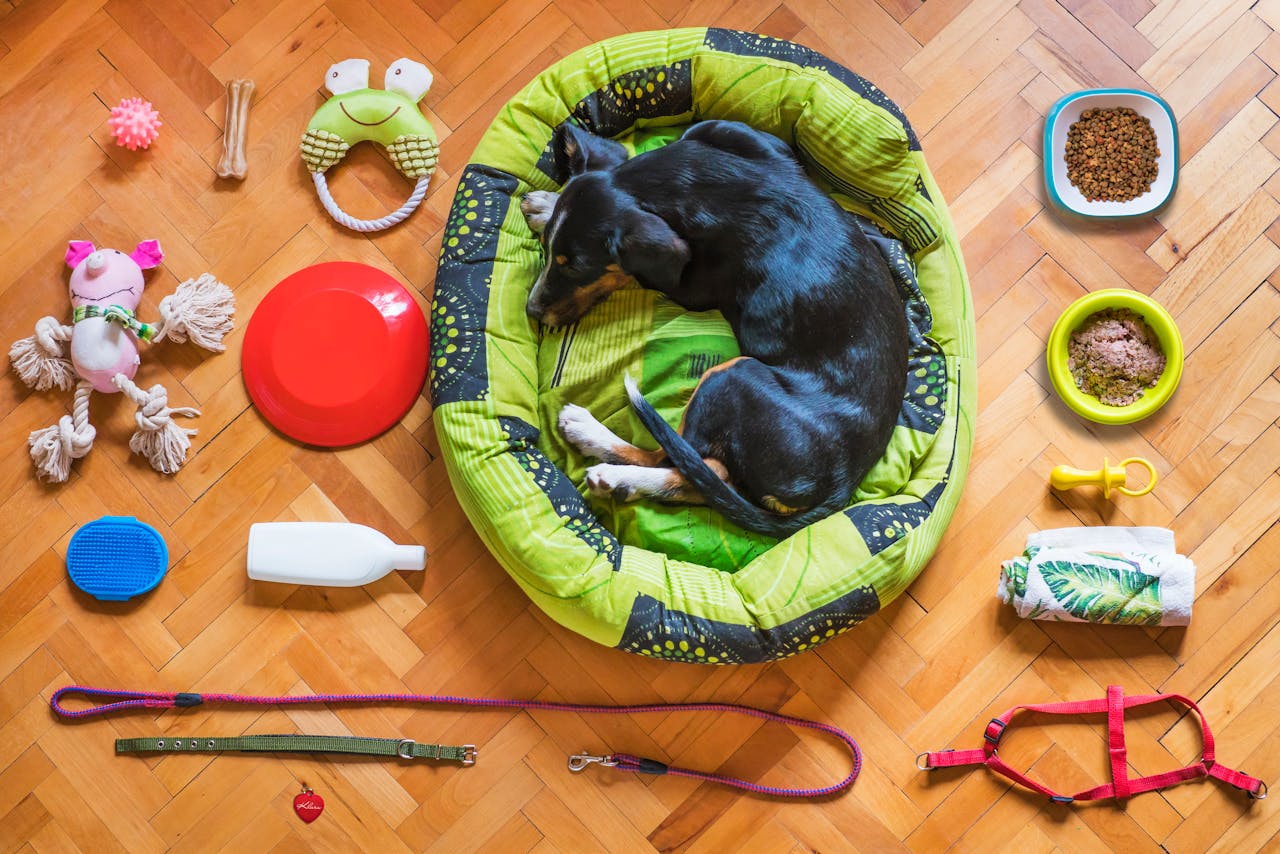 Interactive toys for dogs